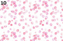 Pink Safari Collection 12x12 Vinyl Sheets- 10 Designs Available