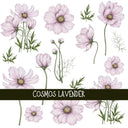 Cosmos Floral UV DTF Decal sheets 4 color options