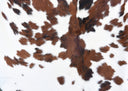 Cowhide - Adhesive Vinyl Wrap