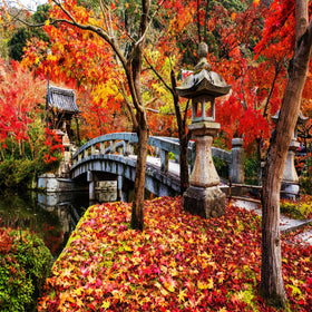 Eikan-do Zenriji Shrine - Adhesive Vinyl